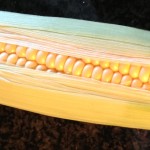 Corn