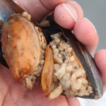 Stuffed Mussels