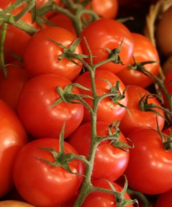 Fresh Tomatoes for Juicing