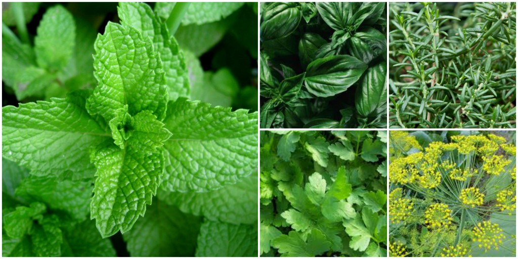 Fresh Herbs for your Kitchen