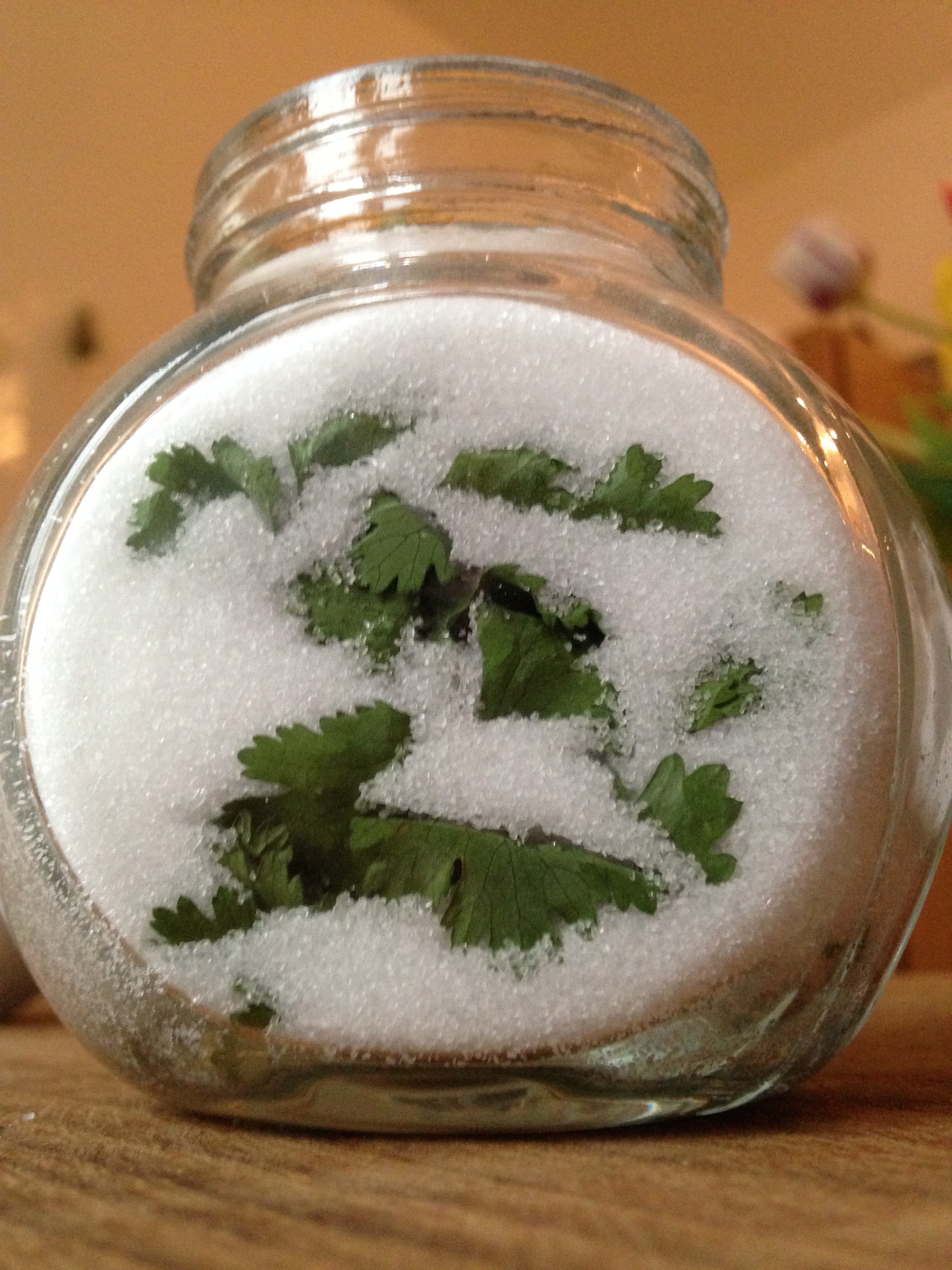 Drying Herbs