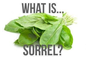 What is Sorrel and how do I use it?