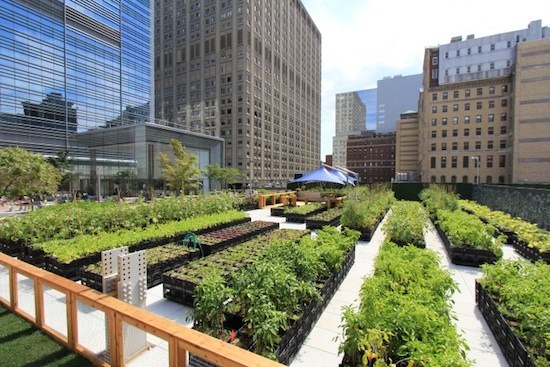 Food Industry News: Is Urban Farming Good for the Environment?