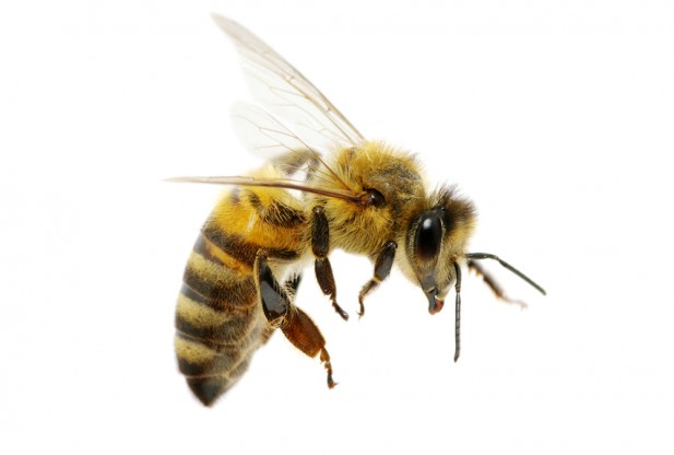 How The Bee Will Determine The Future of the Food Ecosystem