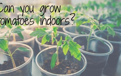 Home Gardens: Can You Grow Tomatoes Indoors?