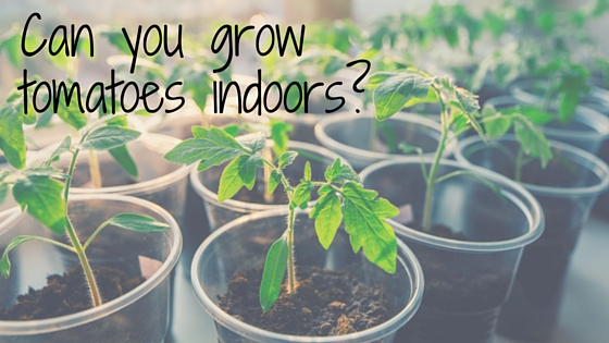 Home Gardens: Can You Grow Tomatoes Indoors?