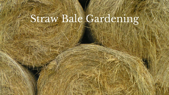 straw bale gardening