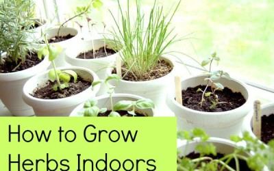How to Grow Herbs Indoors: 5 Tips
