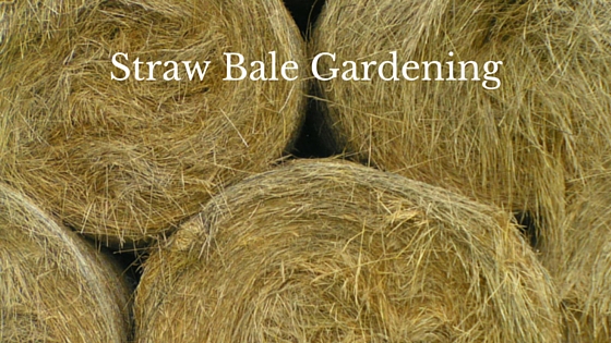 4 Things You Should Know About Straw Bale Gardening